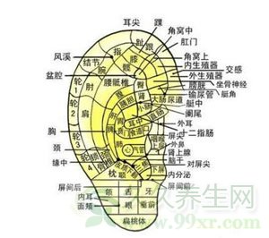 中医补肾养肾之秘诀拉耳朵