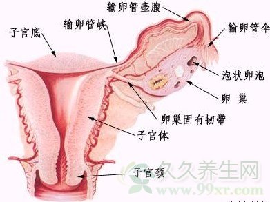 女性生理图高清