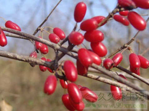 山茱萸的功效与作用及食用方法