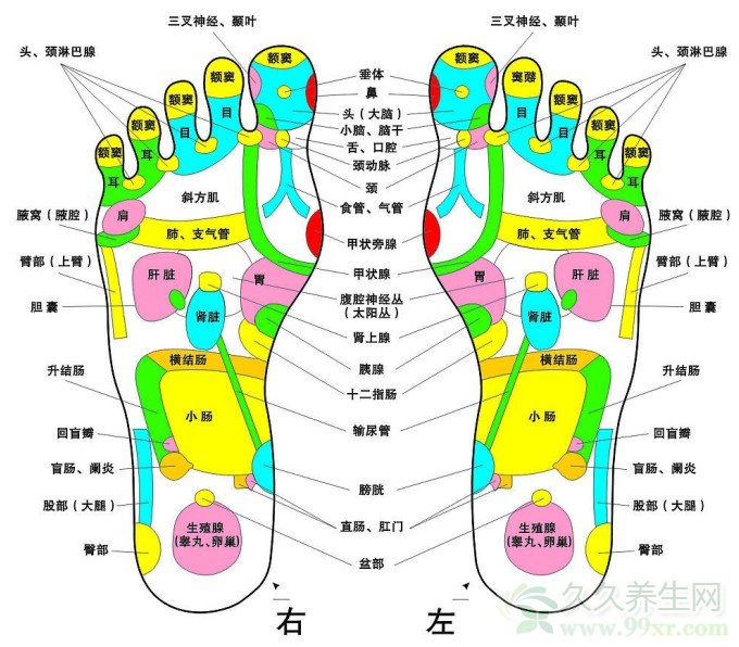 足底按摩穴位图高清