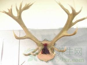 鹿角的功效与作用及禁忌