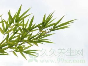 竹叶的功效与作用及禁忌