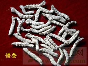 僵蚕的功效与作用及禁忌