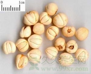 川贝的功效与作用及禁忌