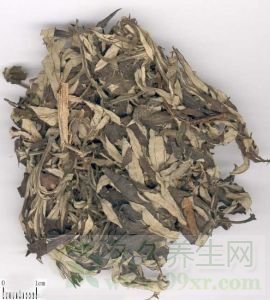 艾叶的功效与作用及禁忌