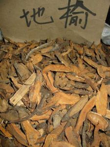 地榆的功效与作用及禁忌