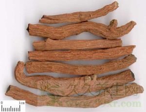 丹参的功效与作用及禁忌