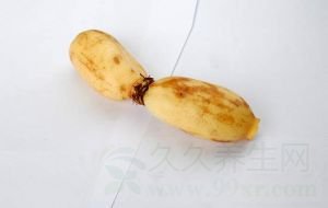 źĹЧüʳ÷