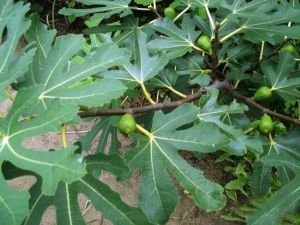 无花果叶的功效与作用及禁忌