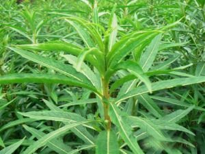 赶黄草的功效与作用及禁忌