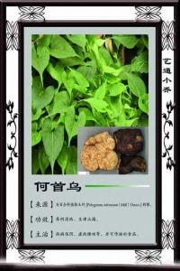何首乌的功效与作用及禁忌