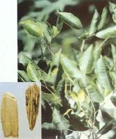 沉香的功效与作用及禁忌
