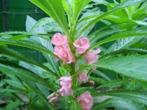 凤仙花的功效与作用及禁忌
