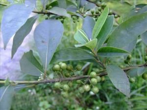 山苍子的功效与作用及禁忌