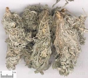 中药茵陈的功效与作用及禁忌