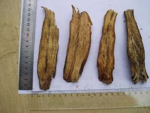 川断的功效与作用及禁忌