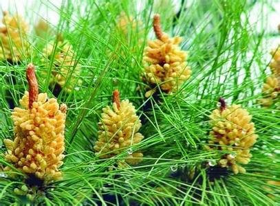 松花粉的功效与作用及禁忌