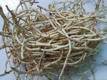 鱼腥草的功效与作用及食用方法