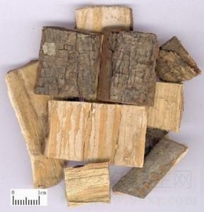 苦楝皮的功效与作用及禁忌