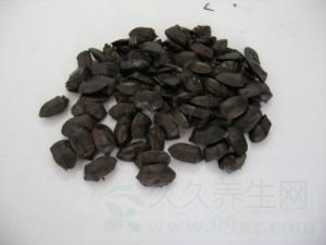九香虫的功效与作用及禁忌