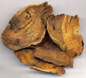 川军的功效与作用及禁忌