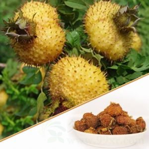 刺梨的功效与作用及禁忌