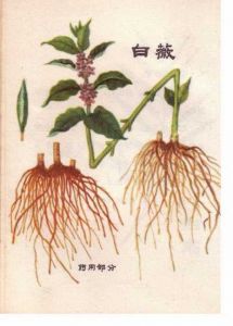 白微的功效与作用及禁忌