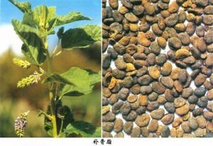 补骨脂的功效与作用及禁忌