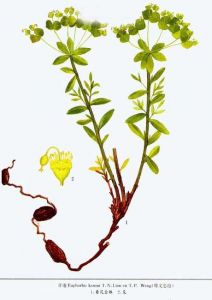 甘遂的功效与作用及禁忌