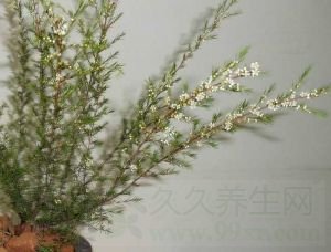 岗松的功效与作用
