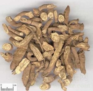 木香的功效与作用及食用方法