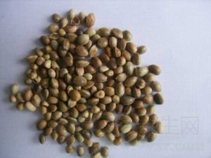 火麻仁的功效与作用及禁忌