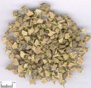 蒺藜的功效与作用及禁忌