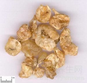 薤白的功效与作用及禁忌