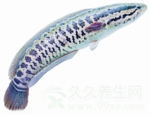 黑鱼的营养价值及做法大全