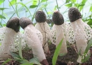 竹荪的营养价值及做法