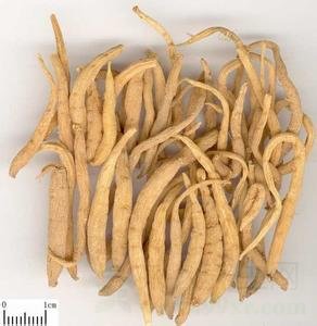 中药儿茶的功效与作用