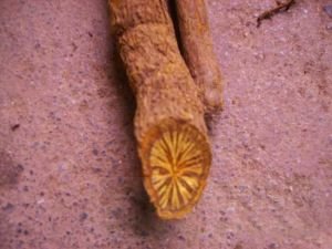 黄藤的功效与作用及禁忌