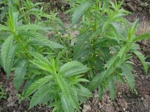 泽兰的功效与作用及禁忌