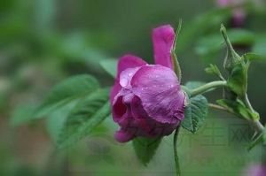 玫瑰花的功效与作用及禁忌