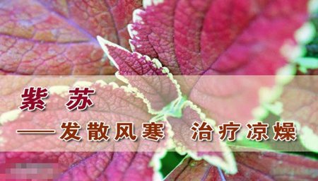 北京卫视养生堂视频20141028:王玉英讲紫苏的功效与作用,紫苏