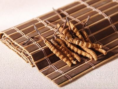 冬虫夏草的功效与作用及食用方法