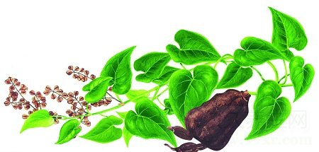 何首乌的功效与作用及食用方法