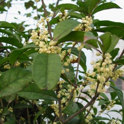 桂花茶的功效与作用及禁忌
