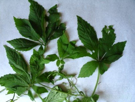 绞股蓝的功效与作用及食用方法