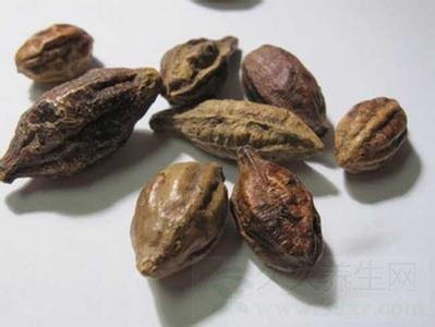 槟榔的功效与作用及食用方法