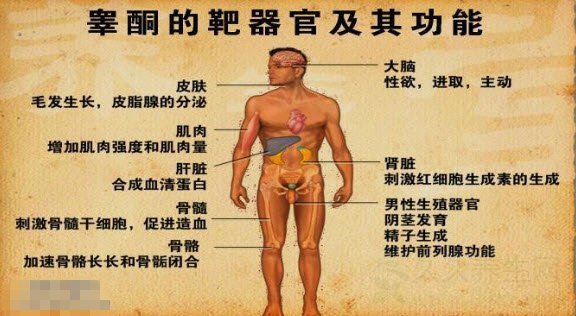 北京卫视养生堂视频20141109:姜辉讲BMI指数,雄性激素,啤酒肚怎么减