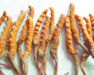 虫草的功效与作用及禁忌