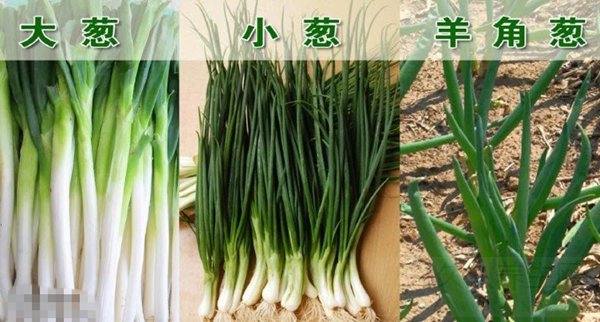 巧用葱来熏洗手脚冻疮