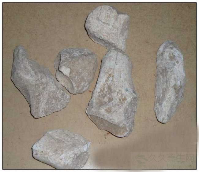 龙骨的功效与作用及食用方法